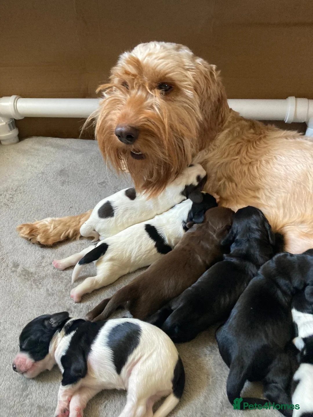 Cockapoo dogs for sale: Reserved - Beautiful Chocolate Cockapoo Pup - Advert 7