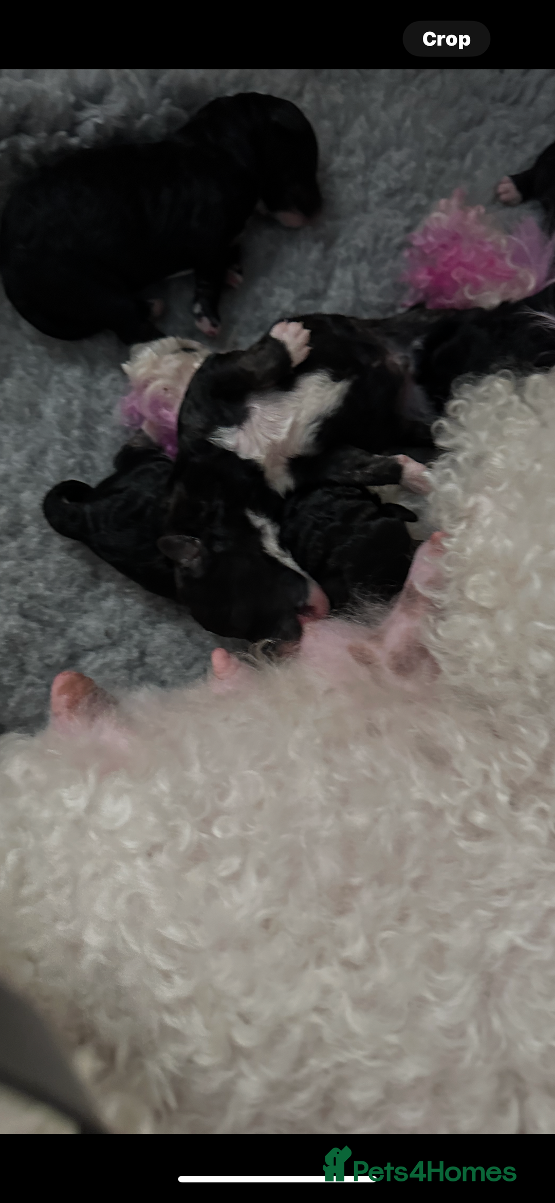 Poochon dogs for sale: Poochon puppies  - Image 11
