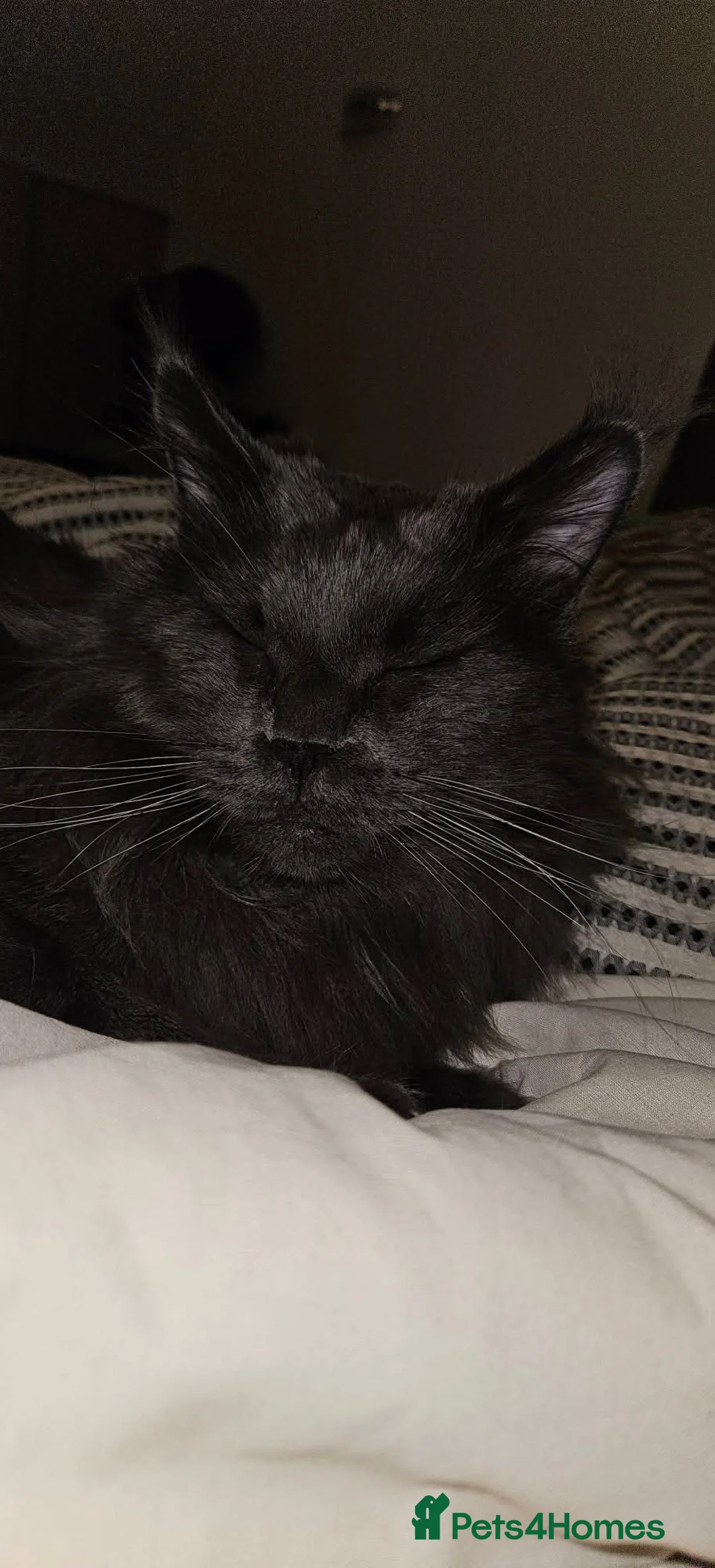 Maine Coon cats for sale: Giant Maine Coon  - Advert 5