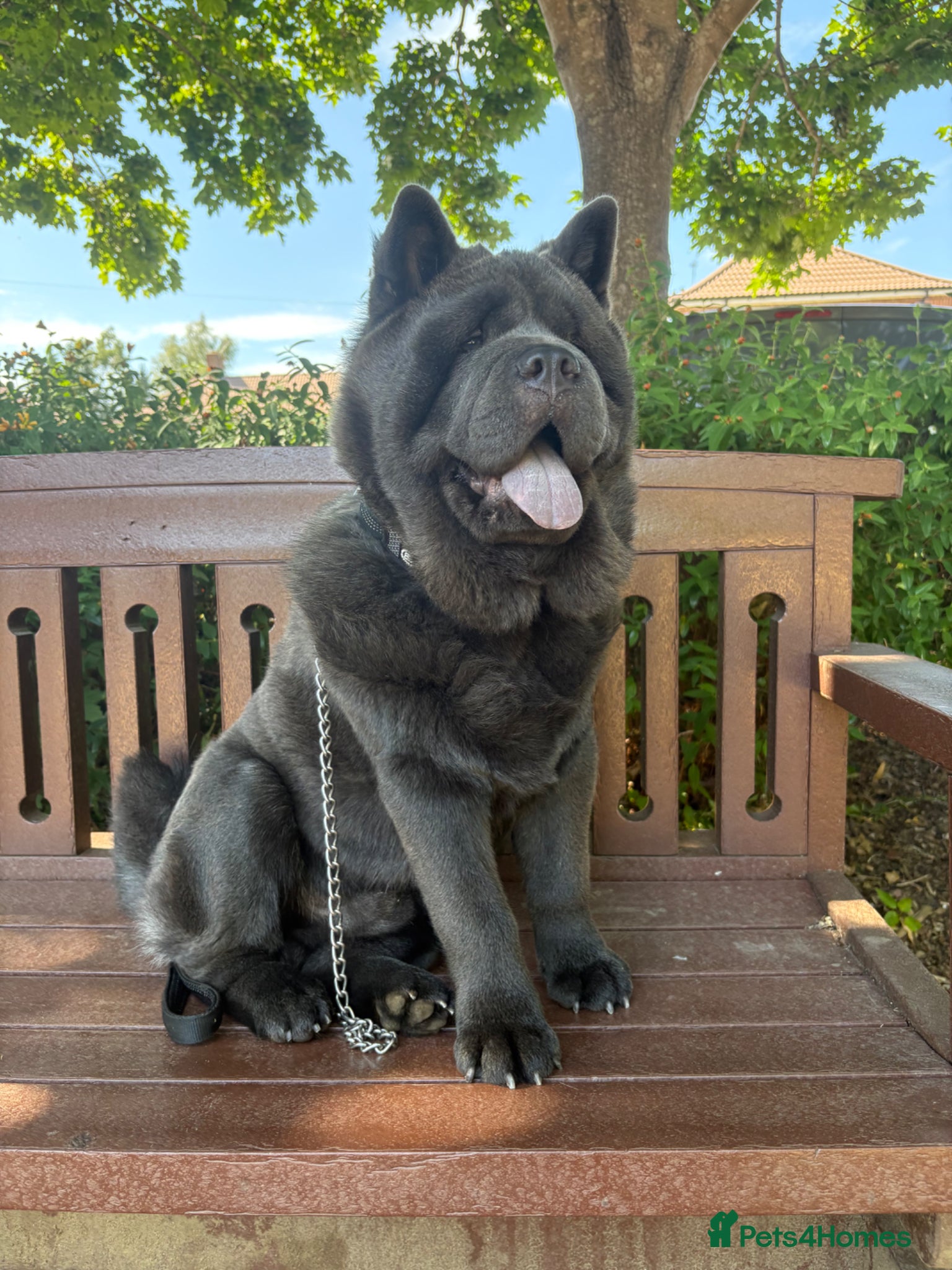 Chow Chow dogs Blue Male Chow  - Advert 4