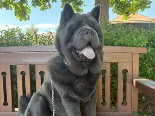 Chow Chow dogs Blue Male Chow - Advert 4