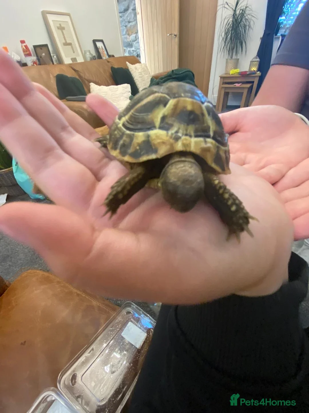 Hermann Tortoise reptiles for sale: Hermann tortoise complete setup in Maesteg - Advert 5