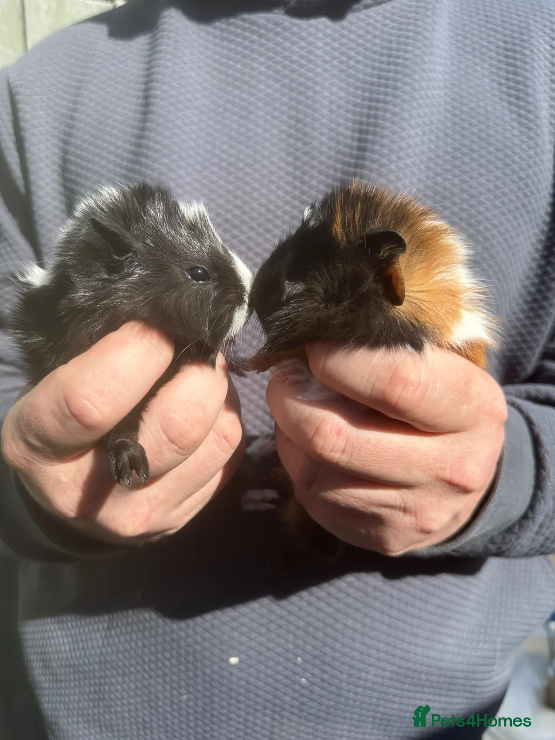 Guinea Pig rodents for sale: A pair of baby Sheba Female Guinea Piglets - Advert 2
