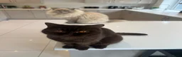 British Shorthair cats for sale: Chocolate British short hair girl 🤎🩷 - Advert 5