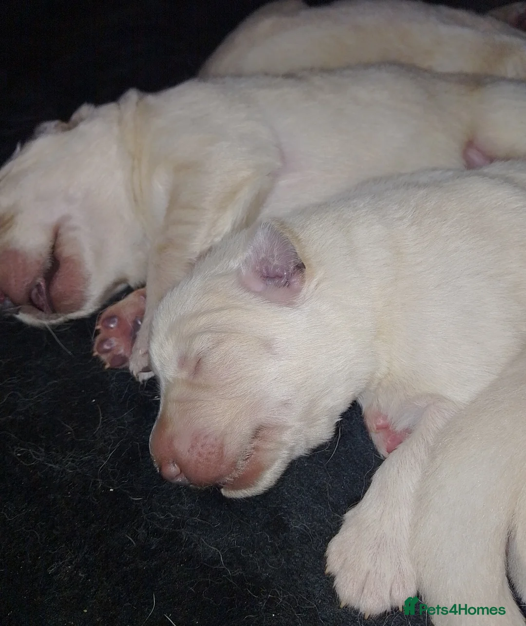 German Shepherd dogs for sale: White long coat straight back German Shepherd pups - Advert 8