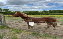New Forest horses for sale: New forest gelding - Image 1