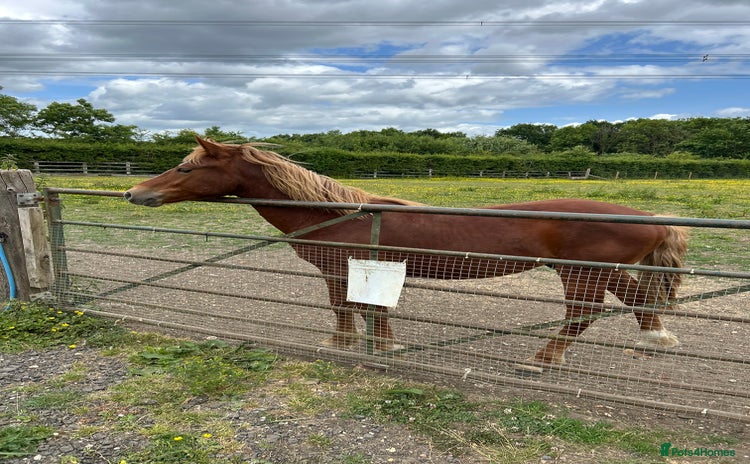 New Forest horses for sale - Advert 2
