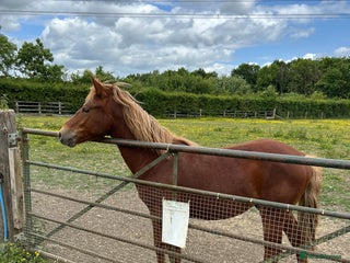 New Forest horses - Advert 19