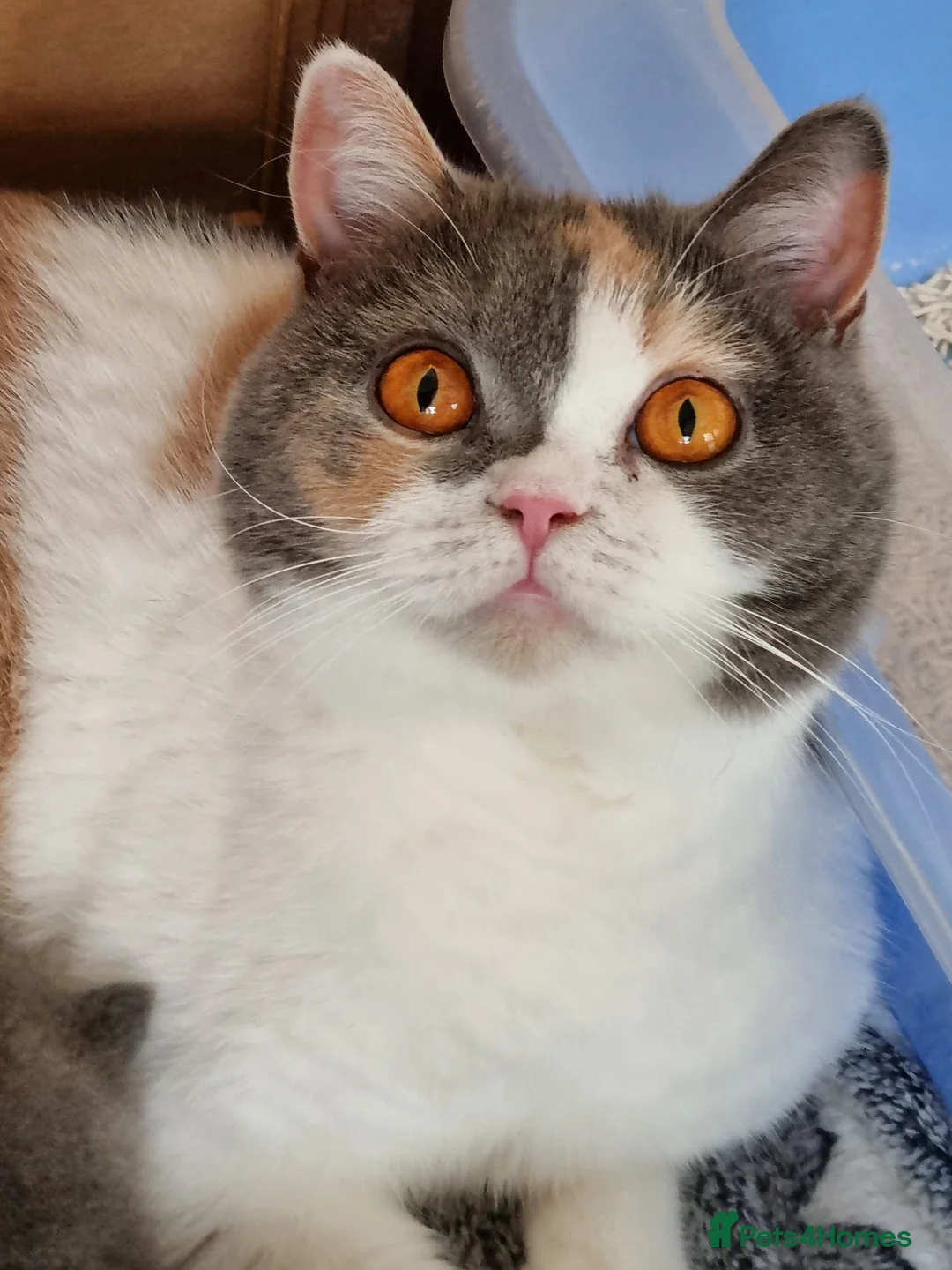 British Shorthair cats for sale: Adorable British Shorthair girl  - Advert 8