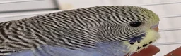 Budgerigars birds for sale: Super silly hand tamed baby budgies  - Advert 7