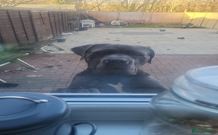 Cane Corso dogs - Advert 1