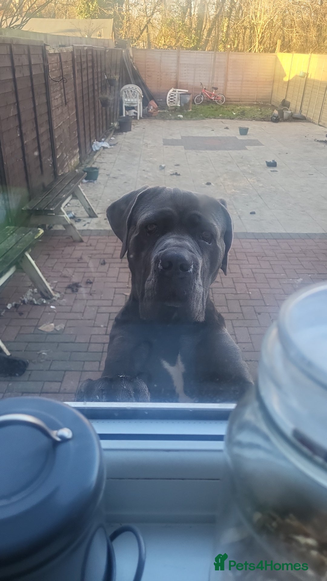 Cane Corso dogs for sale: Zeus - Cane Corso Male - Image 1