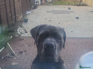 Cane Corso dogs - Advert 1