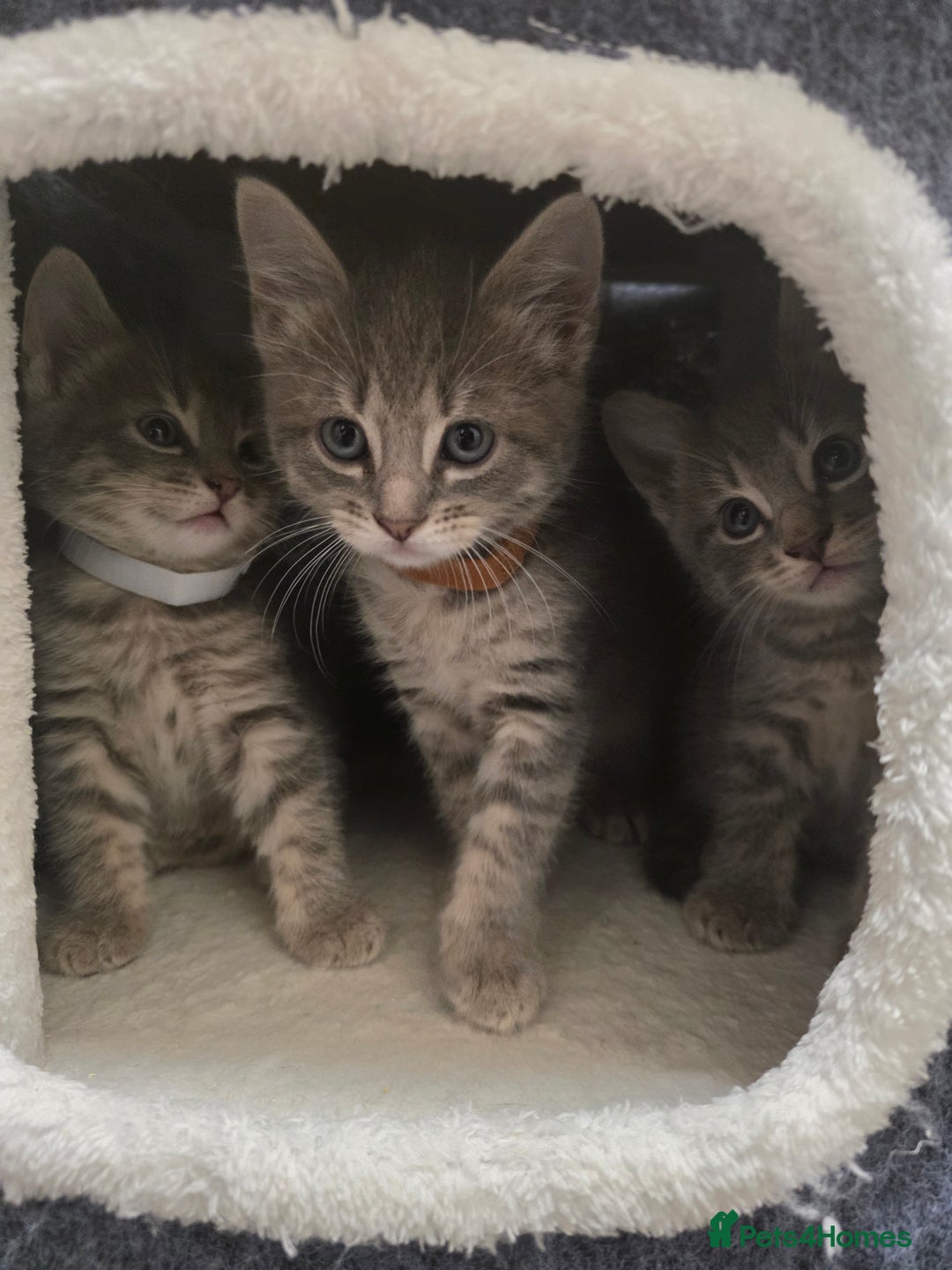 Mixed Breed cats for sale: Adorable kittens - Image 6