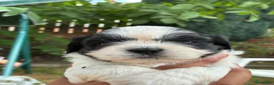 Shih Tzu 2