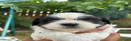Shih Tzu dogs for sale: Beautiful Shih Tzu puppy - Advert 10