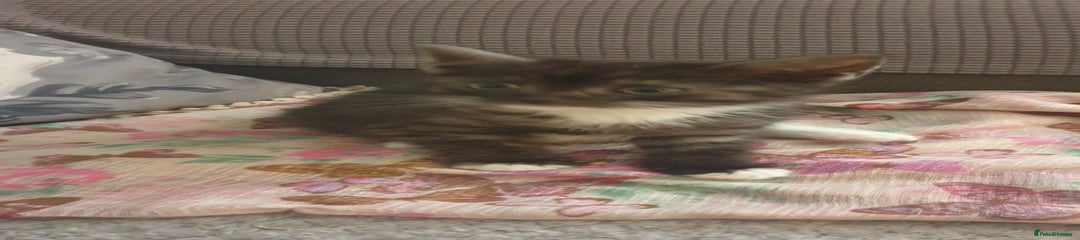 Mixed Breed Kitten 4