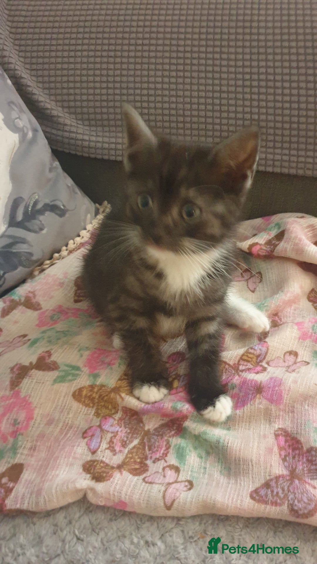 Mixed Breed cats for sale: 5 kittens looking for forever homes. - Image 13