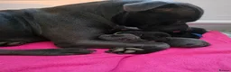 Staffordshire Bull Terrier dogs for sale: Stanning staffordshire bull terriers - Advert 4