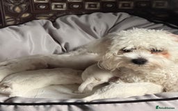 Maltese dogs for sale: I need a new home! - Image 5