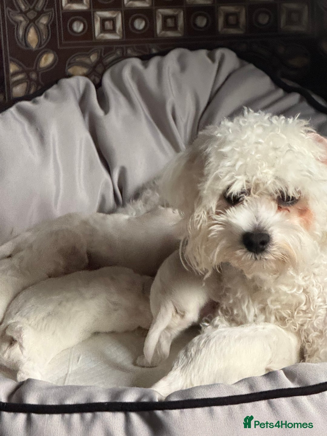 Maltese dogs for sale: I need a new home! - Image 5