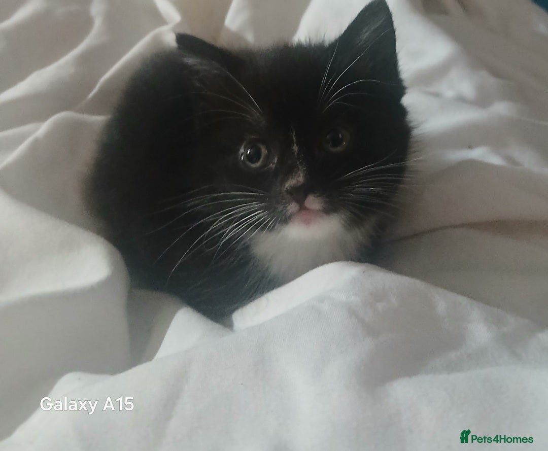 Mixed Breed cats Lovely fluffly black and white kittens  - Advert 4