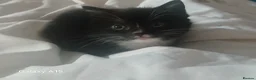 Mixed Breed cats for sale: Lovely fluffly black and white kittens  - Advert 7
