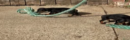 Miniature Dachshund dogs for sale: Miniature dachshunds - Advert 28