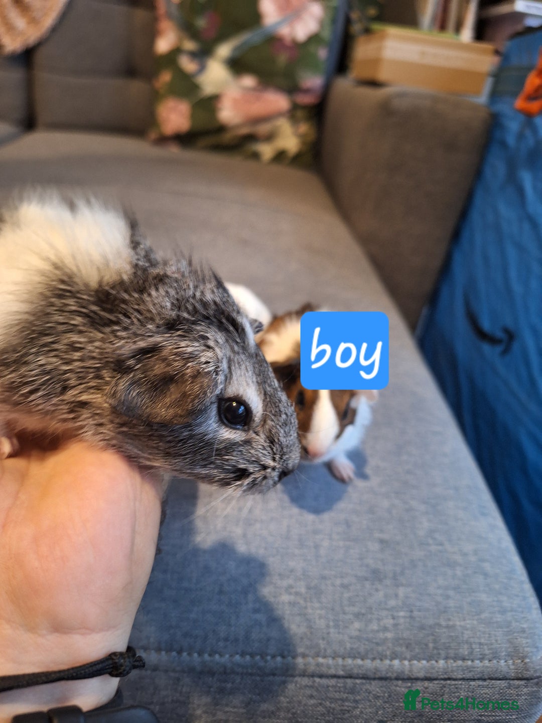 Guinea Pig rodents for sale: Two boys and girls, sold in pairs - Image 5