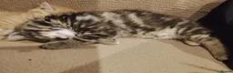 Mixed Breed cats for sale: Tabby and blue tortie girls looking forever home  - Advert 9