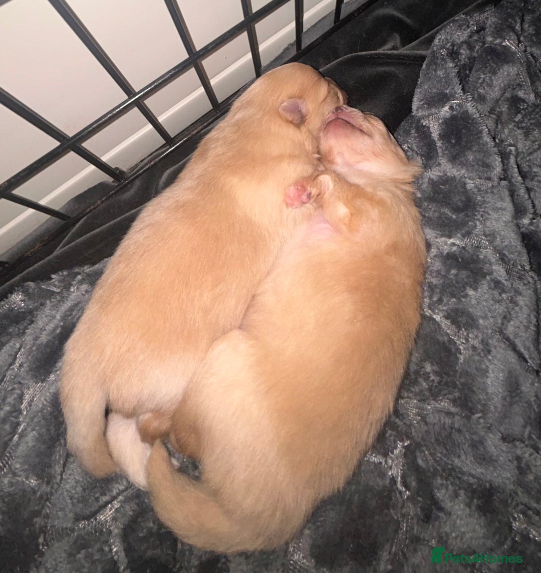 Pomeranian dogs for sale: Pomeranian puppy  - Advert 7