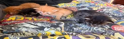 Mixed Breed cats for sale: 2 ginger boys and 2 tabby girls - Advert 3