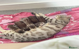 Bengal cats for sale: £150 fixed price for 5 kittens all together  - Image 5