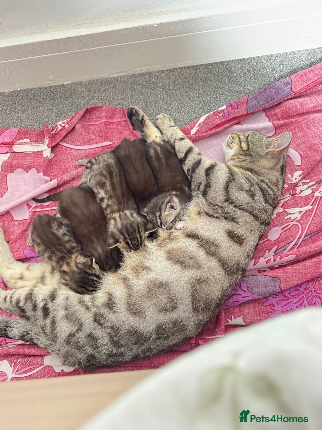 Bengal cats for sale: £150 fixed price for 5 kittens all together  - Image 5