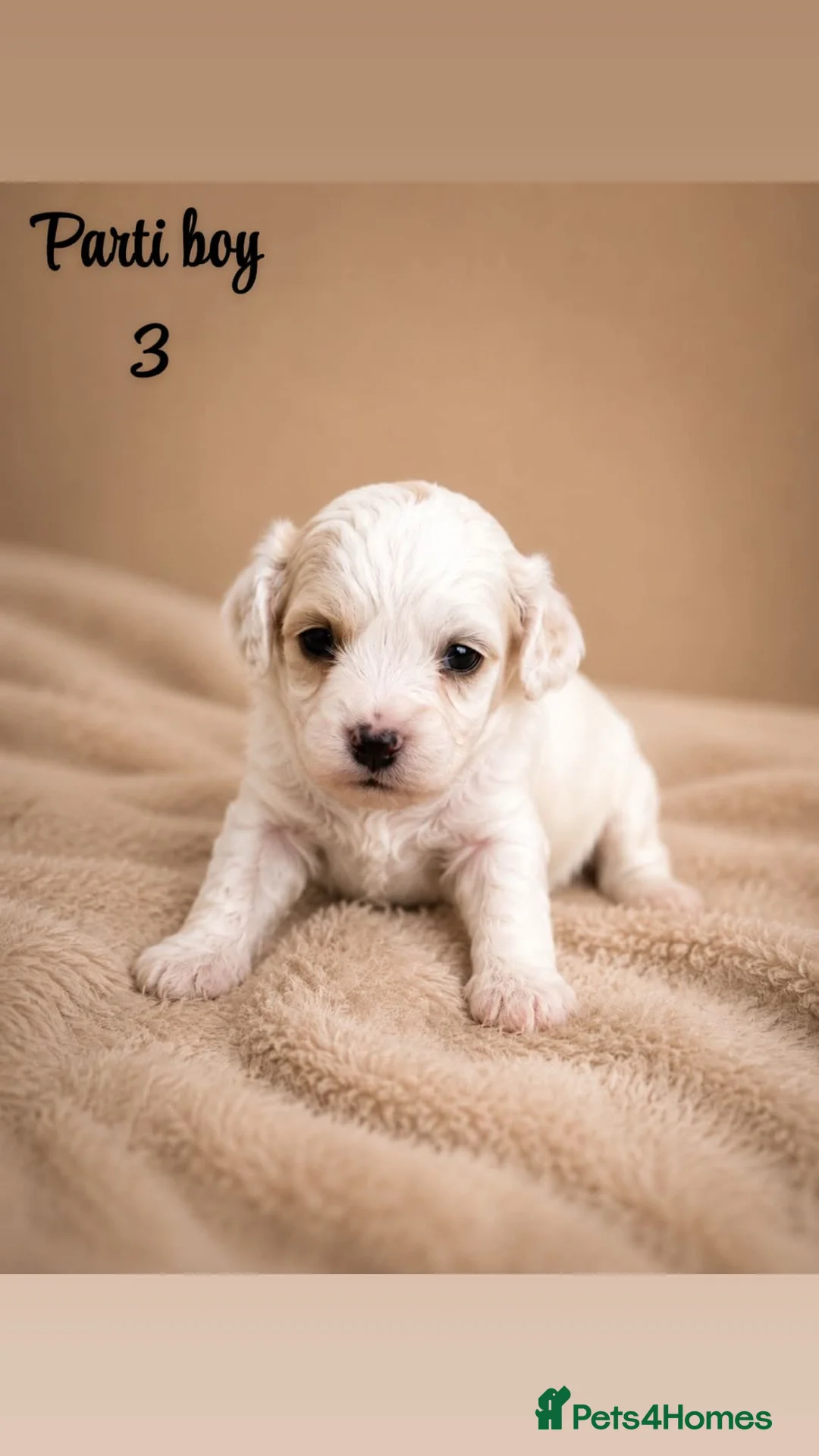 Cavapoo dogs for sale: Stunning litter of top quality F1 cavapoo puppies  in Durham - Advert 8