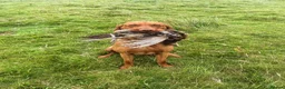 Hungarian Vizsla dogs for stud: European champion sired -Imported Hungarian Vizsla - Advert 4