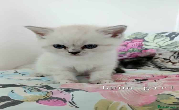 Mixed Breed cats - Advert 14