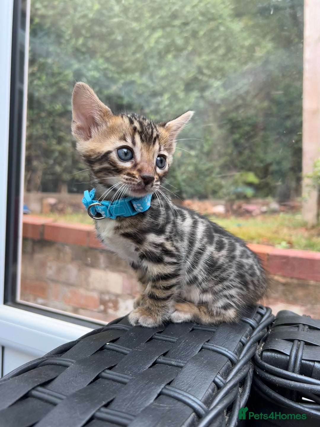 Bengal cats for sale: ❤️ PURE BENGAL KITTENS FOR RESERVATION! ❤️ in Birmingham - Image 7