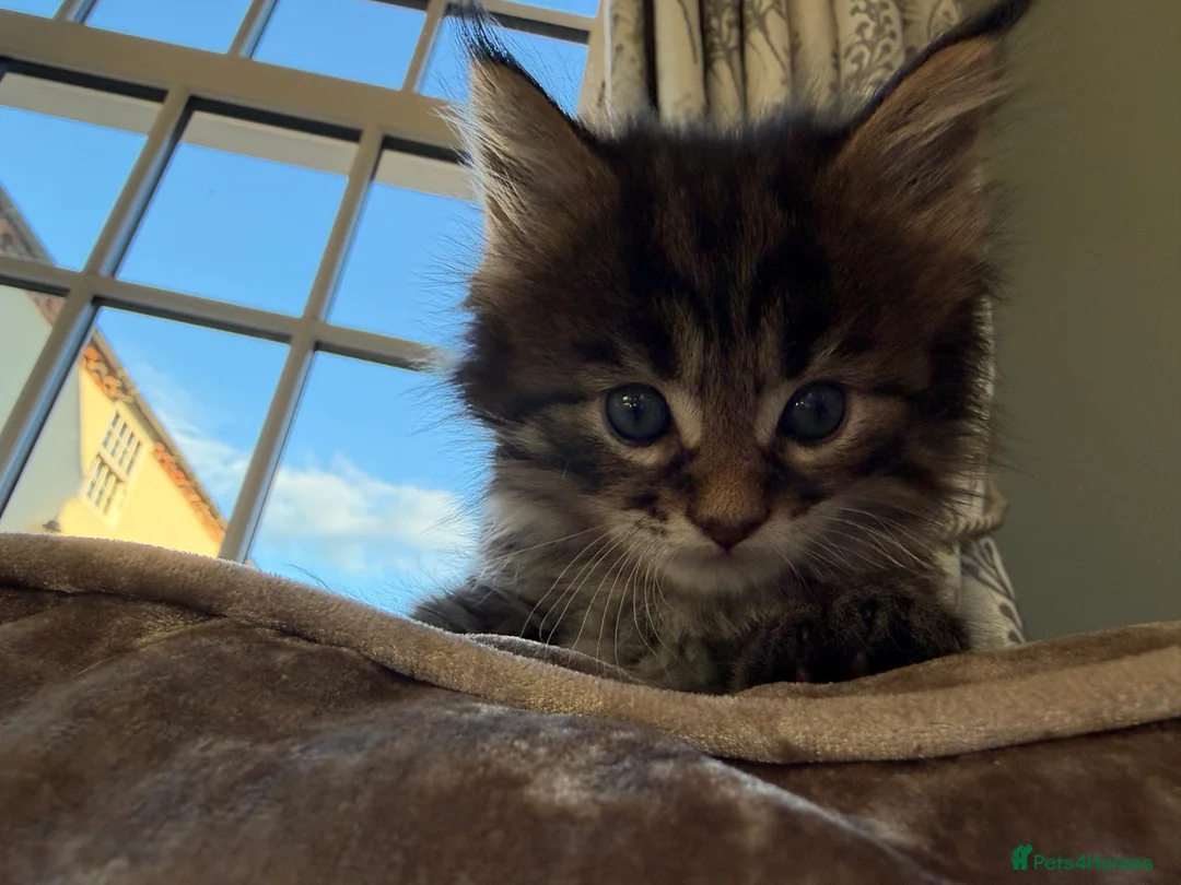 Maine Coon cats for sale: Maine coon kitten - Advert 6