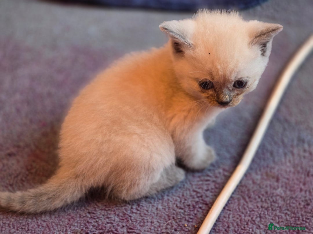 British Shorthair cats for sale: 6 x British Short-haired Blue kittens for sale - Image 9