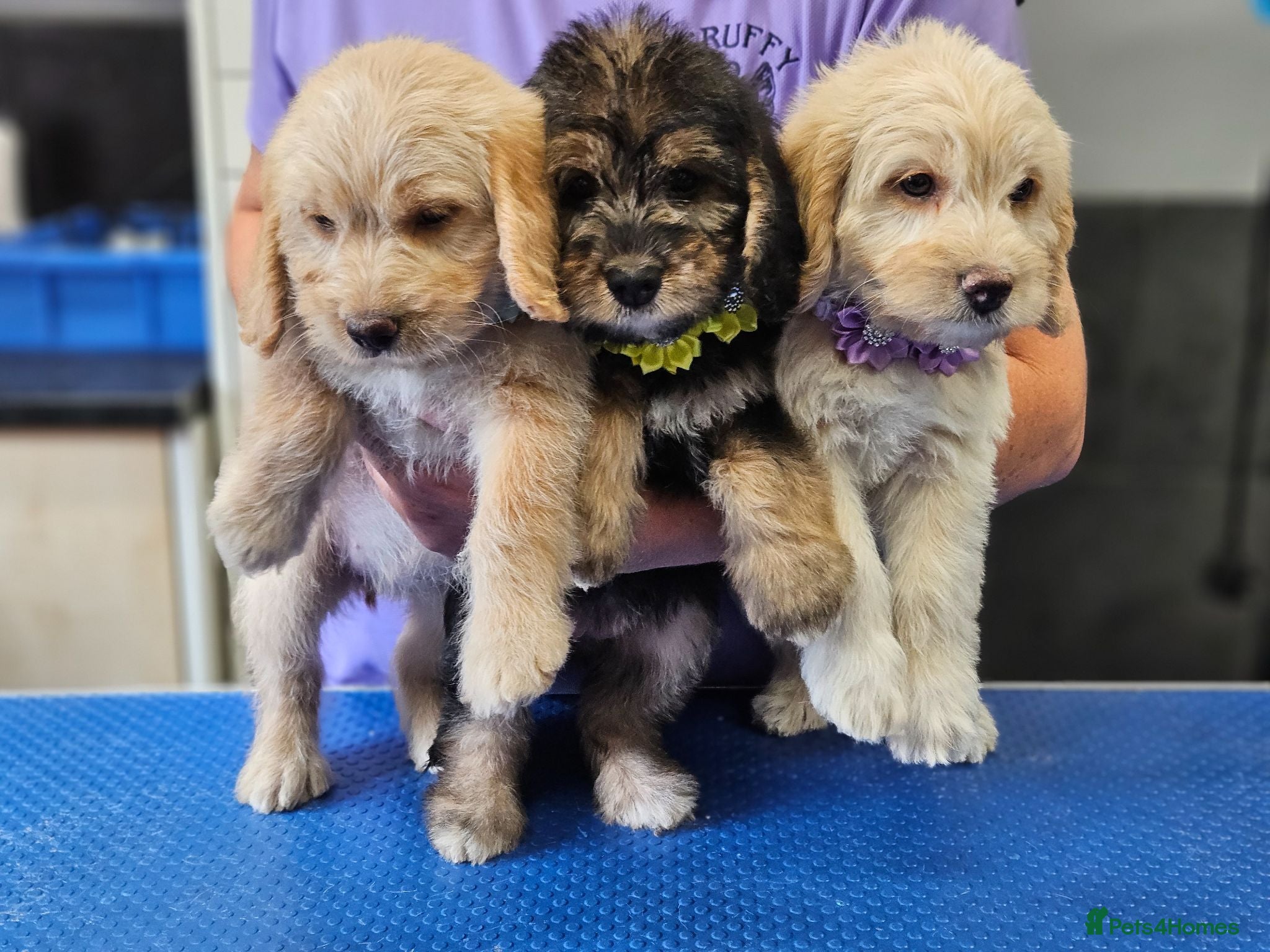 Mixed Breed dogs Beautiful Poogle pups for sale (beagle x poodle ) - Advert 1
