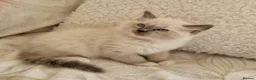Ragdoll cats for sale: Adorable Ragdoll Kittens Looking For A New Home - Advert 21