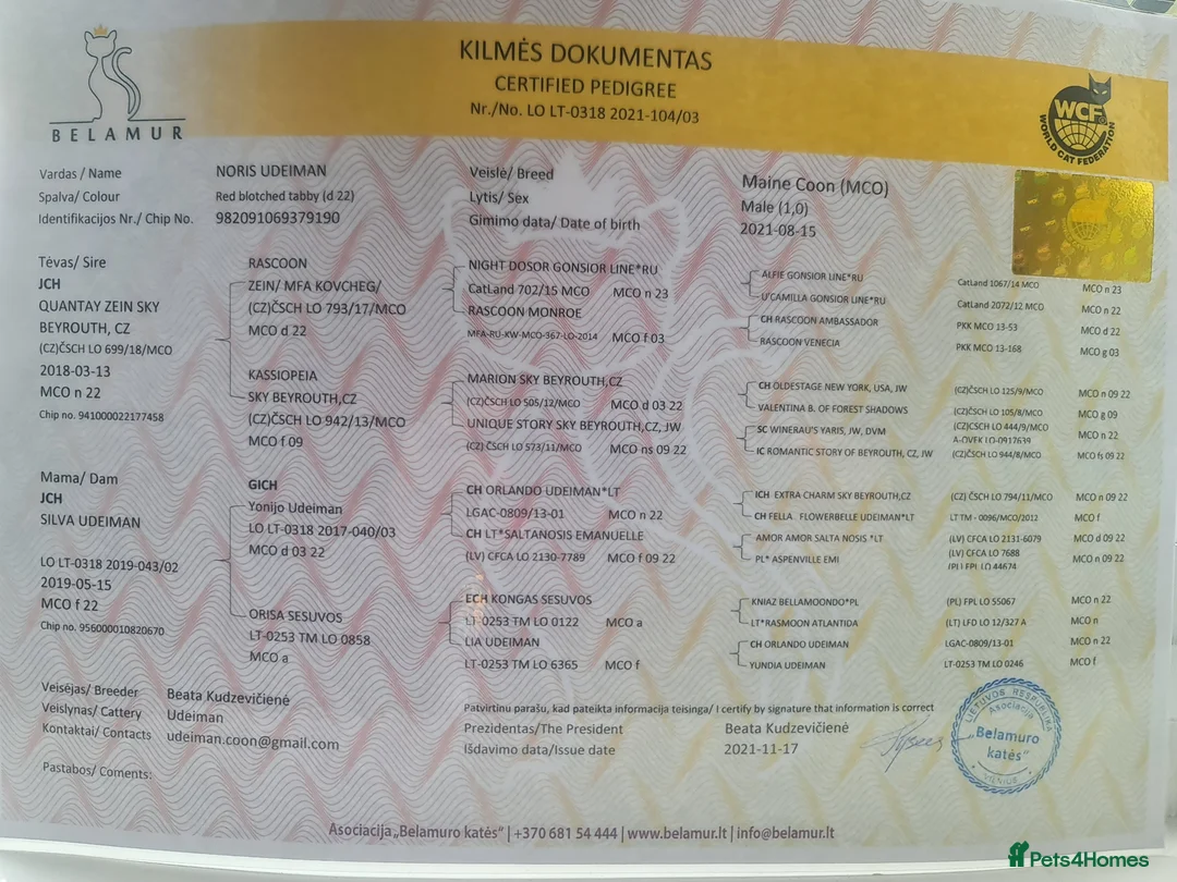 Maine Coon cats for stud: Chack Noris (Red Blotched Tabby) in New Malden - Advert 4