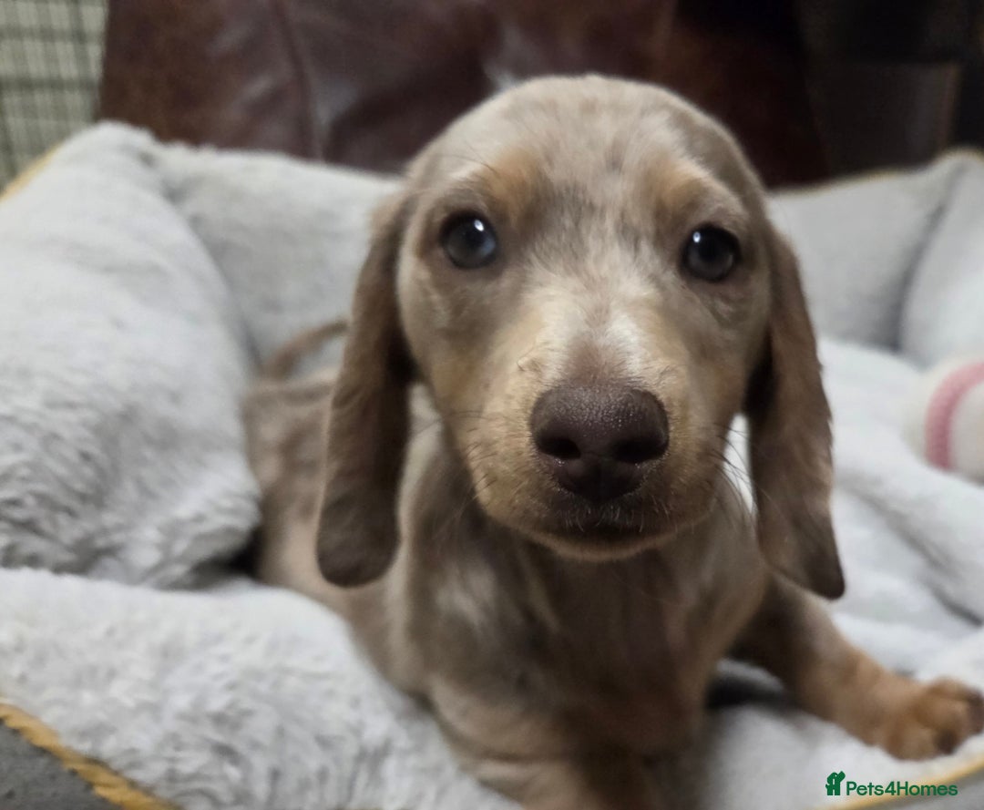 Dachshund dogs for sale: Dachshund puppies  - Image 23