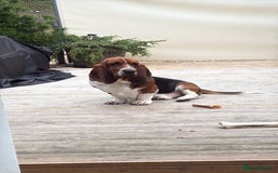 Basset Hound dogs for sale: 2 brothers need a new home :(  - Image 7