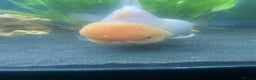 Fancy Goldfish fish for sale: 3 big fancy goldfish  - Advert 5