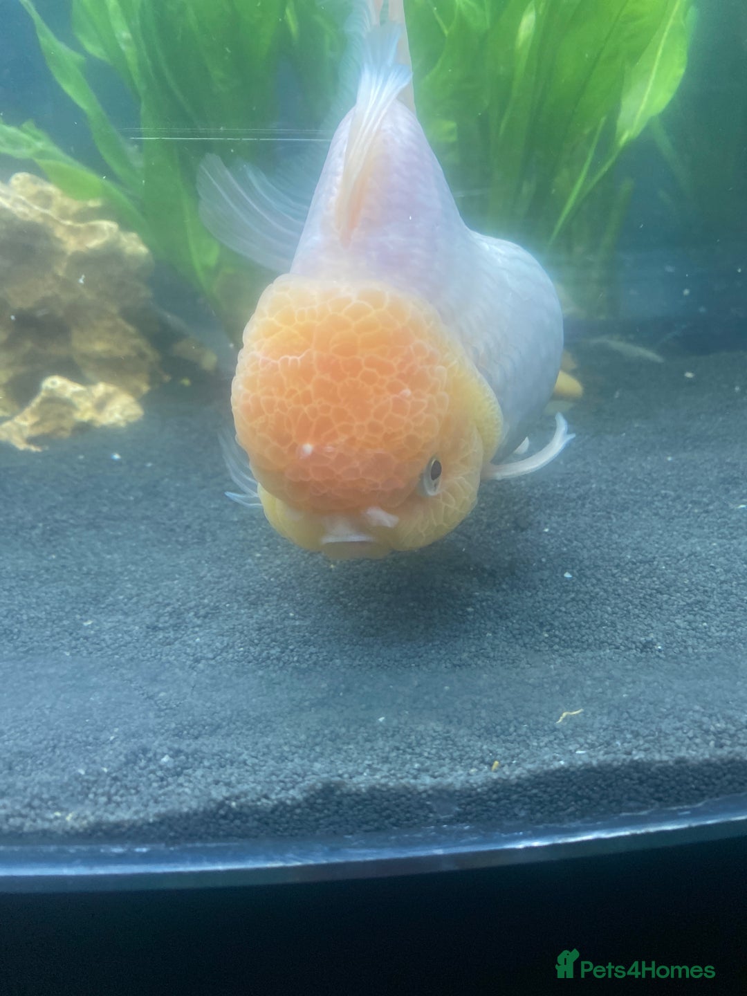 Fancy Goldfish fish for sale: 3 big fancy goldfish  - Advert 5