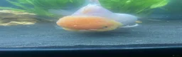 Fancy Goldfish fish for sale: 3 big fancy goldfish  - Advert 5