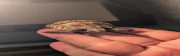 Tortoise reptiles for sale: Spur Thigh and Herman Tortoise  - Advert 11