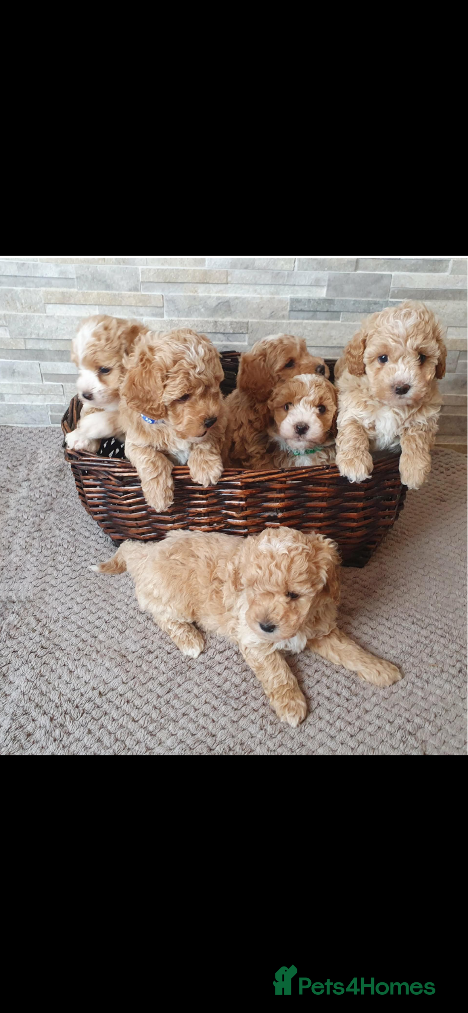 Poochon dogs for sale: Beautiful Poochon puppies! - Advert 1